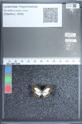 Media type: image;   Entomology 67891